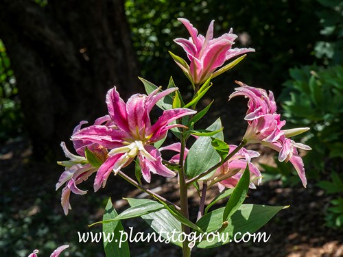 'Syracuse' Orienpet Lily